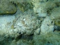 European thorny oyster or spinous scallop, thorny oyster (Spondylus gaederopus) undersea