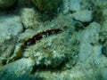 European thorny oyster or spinous scallop, thorny oyster (Spondylus gaederopus) undersea