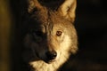 European, timber wolf portraits