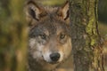 European, timber wolf portraits