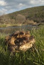 European toad Bufo bufo, couple in heat, male and female in their natural environment Royalty Free Stock Photo