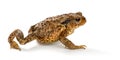 European toad, bufo bufo, in front of a white background