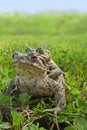 European toad frogs Royalty Free Stock Photo