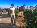 European tourist smiling posing on the background of a camel in Sharm El Sheikh Egypt. Young adult man and dromedary on a Royalty Free Stock Photo