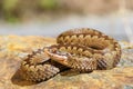 European toxic snake, common adder Royalty Free Stock Photo
