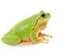 European tree frog