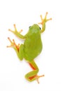 European tree frog 3