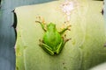 European tree frog - beautiful green frog on the leaf of agave