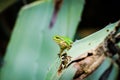 European tree frog - beautiful green frog on the leaf of agave