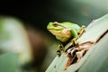 European tree frog - beautiful green frog on the leaf of agave