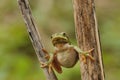 The European tree frog