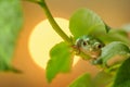 European tree frog climbing on raspberry with sun in background Royalty Free Stock Photo