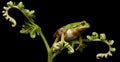 European tree frog crawling at night Royalty Free Stock Photo