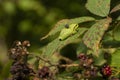 European tree frog with a fly on his back resting on a green blackberry leaf with green background Royalty Free Stock Photo