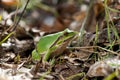 European tree frog on the forest ground, in natural environment, natural habitat Royalty Free Stock Photo