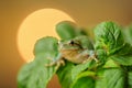 European tree frog between green leaves with sun in background Royalty Free Stock Photo