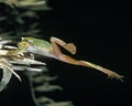 European Tree Frog, hyla arborea, Adult Leaping Royalty Free Stock Photo