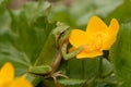 European tree frog (Hyla arborea formerly Rana arborea) Royalty Free Stock Photo