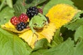 The European tree frog Hyla arborea formerly Rana arborea is a small tree frog found in Europe, Asia and part of Africa, Poland Royalty Free Stock Photo