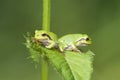 The European tree frog Hyla arborea formerly Rana arborea is a small tree frog found in Europe, Asia and part of Africa, Poland. Royalty Free Stock Photo