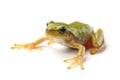 European tree frog Hyla arborea isolated on white Royalty Free Stock Photo