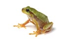 European tree frog Hyla arborea isolated on white Royalty Free Stock Photo