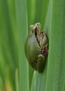 European tree frog Hyla arborea Royalty Free Stock Photo