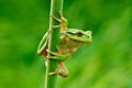 European tree frog, Hyla arborea, sitting on grass straw with clear green background. Nice green amphibian in nature habitat. Wild Royalty Free Stock Photo