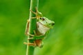 European tree frog, Hyla arborea, sitting on grass straw with clear green background. Nice green amphibian in nature habitat. Wild Royalty Free Stock Photo