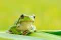 European tree frog, Hyla arborea, sitting on grass straw with clear green background. Nice green amphibian in nature habitat. Wild Royalty Free Stock Photo