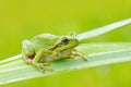 European tree frog, Hyla arborea, sitting on grass straw with clear green background. Nice green amphibian in nature habitat. Wild Royalty Free Stock Photo