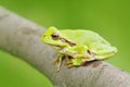 Green Tree frog, Hyla arborea, sitting on grass straw with clear green background. Nice green amphibian in nature habitat. Wild Eu