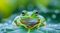 European tree frog (Hyla arborea) sitting on a leaf Generative AI