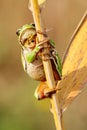 The European tree frog Hyla arborea sitting on a reed. Green frog with a yellow background