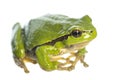 European tree frog Hyla arborea sitting on white background Royalty Free Stock Photo