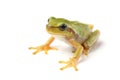 European tree frog Hyla arborea on white Royalty Free Stock Photo