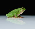 European tree frog on a reflecting white plate Royalty Free Stock Photo