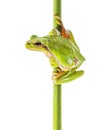 European tree frog on white background Royalty Free Stock Photo