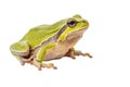 European tree frog on white background Royalty Free Stock Photo