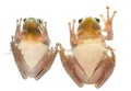 European tree frogs Royalty Free Stock Photo