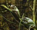European Tree Frogs Royalty Free Stock Photo