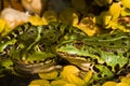 European tree frogs Royalty Free Stock Photo