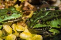European tree frogs Royalty Free Stock Photo