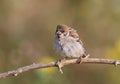 European tree sparrow sits on the branch