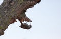 European Treecreeper upside down on a branch Royalty Free Stock Photo