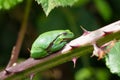European Treefrog Royalty Free Stock Photo