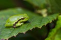 European Treefrog (Hyla arborea) Royalty Free Stock Photo