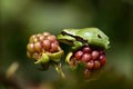 European Treefrog (Hyla arborea) Royalty Free Stock Photo