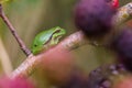 European Treefrog (Hyla arborea) Royalty Free Stock Photo