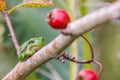 European Treefrog (Hyla arborea) Royalty Free Stock Photo